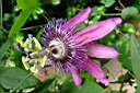 passiflora x violacea 3.JPG